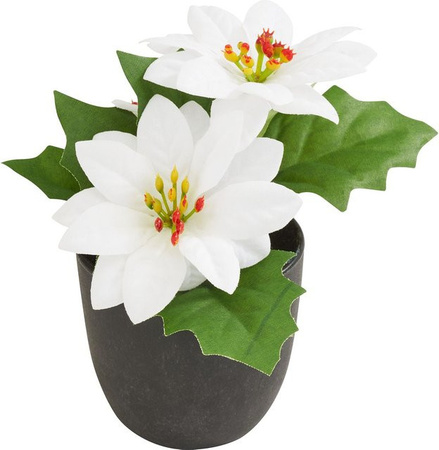 Weihnachtsstern Gloria im Topf in Creme und Elfenbein