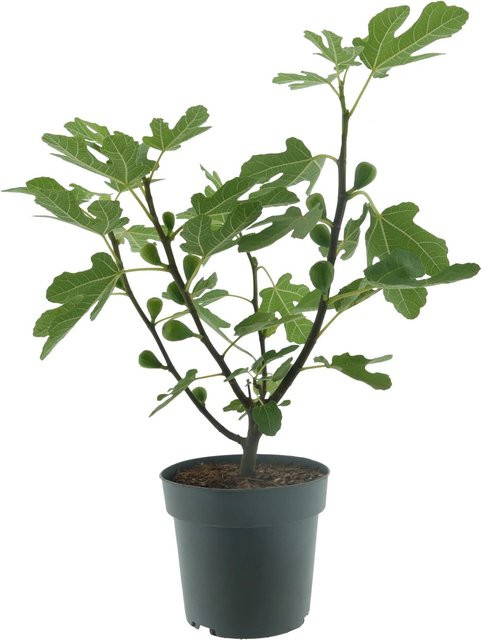 Feige Firoma Ficus carica als Strauch mit einer Höhe von ca. 45 cm im Topf - Bild 1