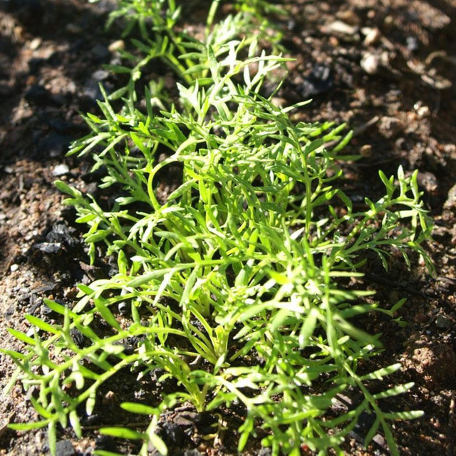 BIO Maca Pulver - Bild 1