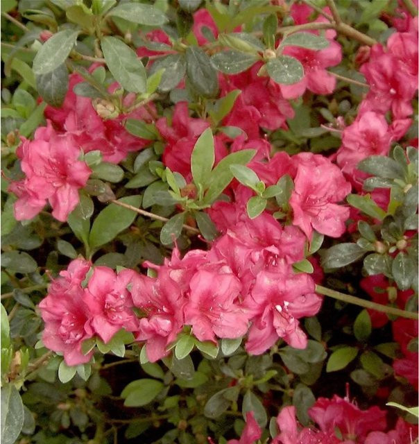 Japanische Azalee Rhododendron obtusum als Zwerg Alpenrose in Rot und Pink, Höhe: 30-40 cm - Bild 1