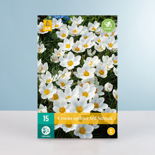 Botanischer Krokus Ard Schenk von BLUME2000 mit 15 Knollen - Bild 1