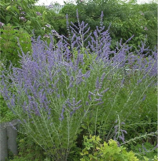 Perovskia atriplicifolia Blauraute Blue Spire in Blau für Garten, Balkon und Terrasse, Höhe: 40-60 cm - Bild 1