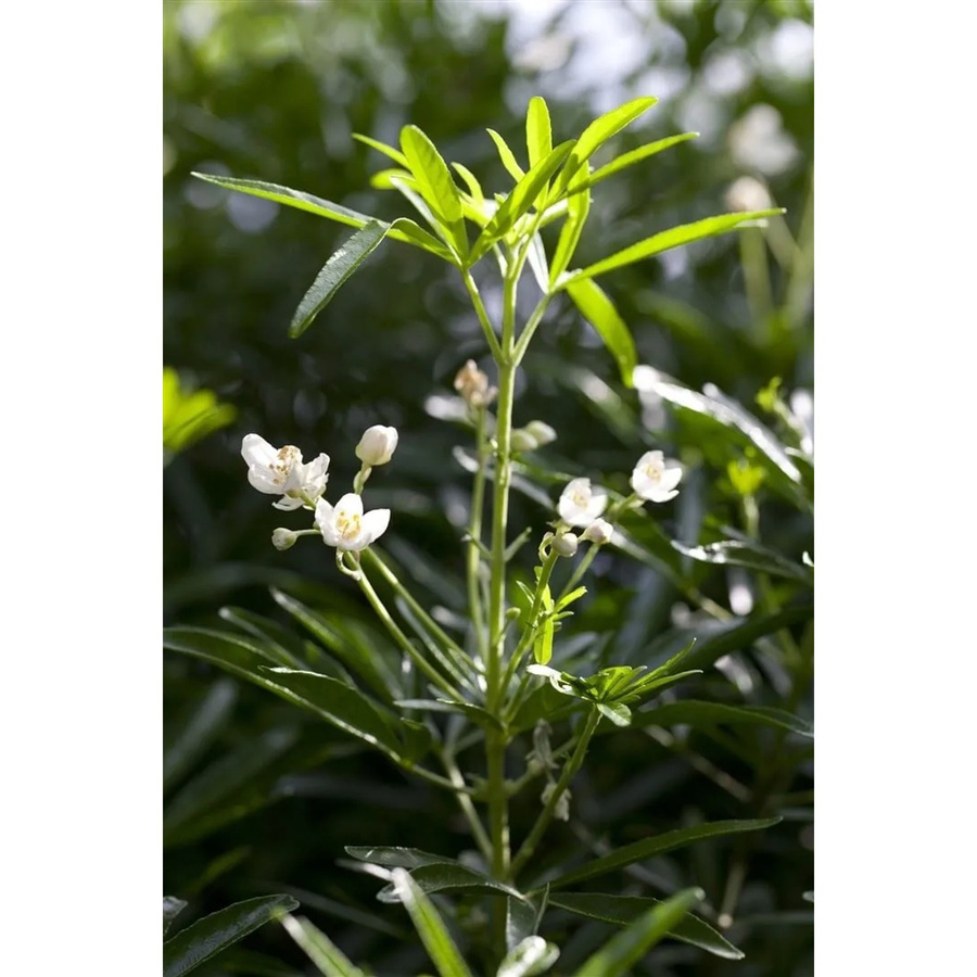 Choisya ternata White Dazzler Orangenblume pflegeleichte Pflanze Weiß 30–40 cm - Bild 2