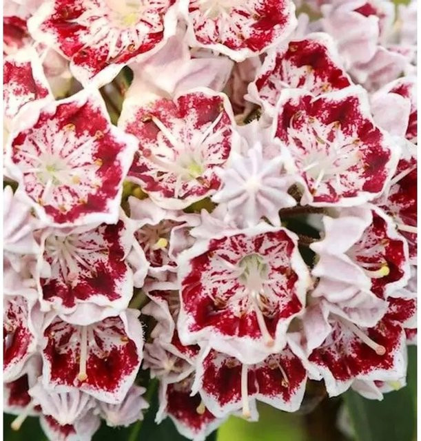 Kalmia latifolia Berglorbeer Carousel als Zierstrauch für den Garten, Höhe: 40-50 cm - Bild 1