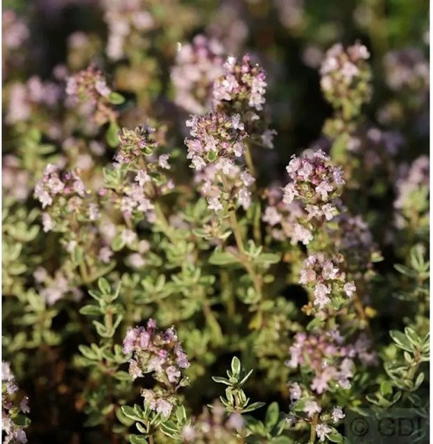 Echter Zitronen-Thymian Silver King Thymus citriodorus als Gewürzpflanze im Topf - Bild 1