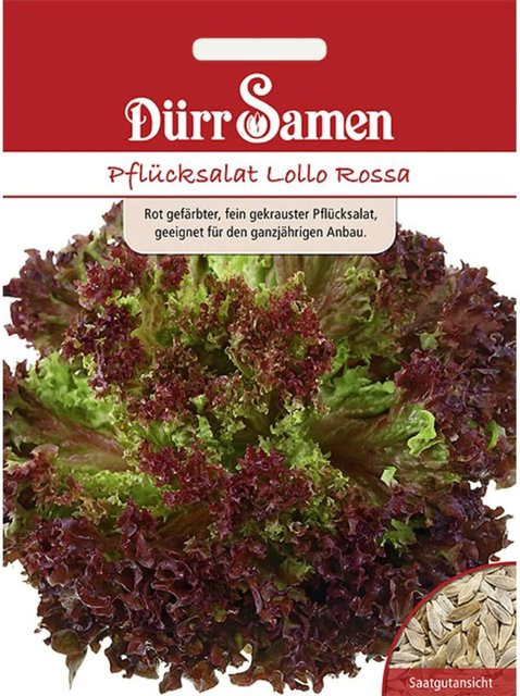 Dürr Pflücksalat Lollo Rossa Saatgut 500 g - Bild 1