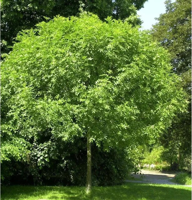 Fraxinus Esche Hochstamm mit grüner Kugelform 40-60 cm - Bild 1
