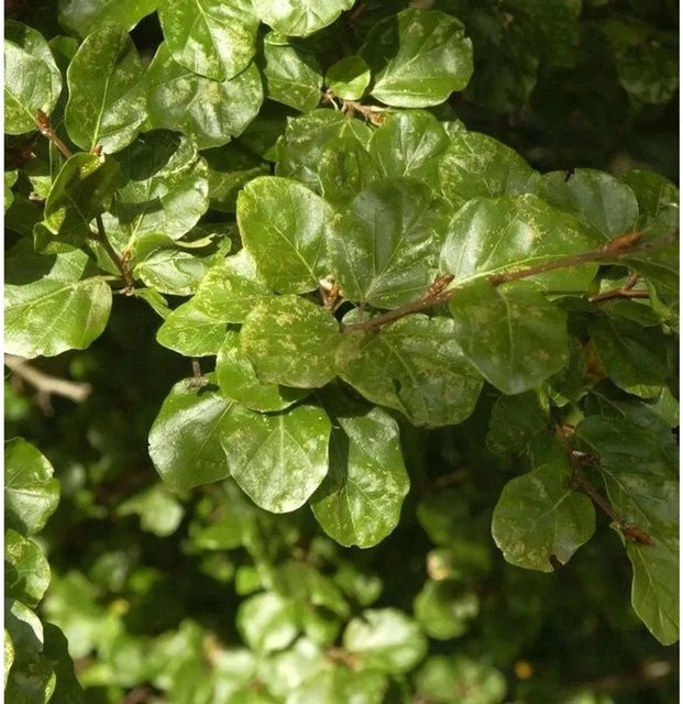 Rotbuche Säule Cockleshell Fagus sylvatica für deinen Garten, Höhe: 100-125 cm - Bild 1