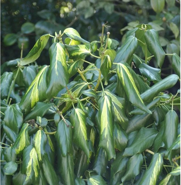 Hedera colchica Sulphur Heart Kaukasischer Efeu als Bodendecker für Bäume und Mauern, 40-60cm - Bild 1