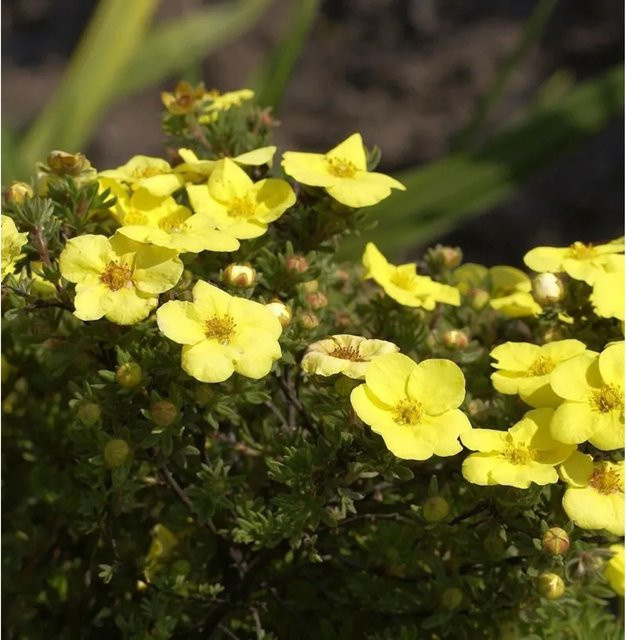 10x Fünffingerstrauch Hachmanns Gigant Potentilla fruticosa Gelb als Bodendecker und Kleinstrauch - Bild 1