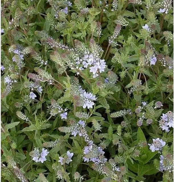 Niederliegender Ehrenpreis Veronica prostrata als blaue Bodendecker-Pflanze für deinen Garten - Bild 1