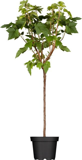 GROW by OBI Bio Schwarze Johannisbeere Ribes nigrum als Topfpflanze - Bild 1