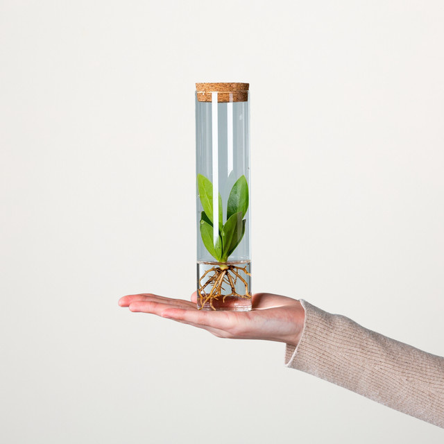 Wasserpflanze Clusia in transparentem Glasgefäß von BLUME2000, Grün - Bild 1