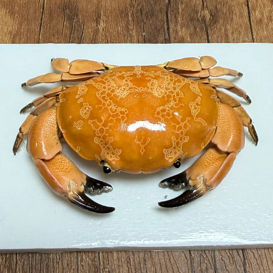 Bunte Krabbenproben als authentische Taxidermie für naturwissenschaftliche Bildung und als dekoratives maritime Sammlerstück in Mehrfarbig - Bild 2