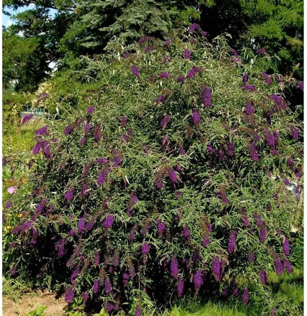 Buddleja Sommerflieder Butterfly Tower lila Strauch für den Garten - Bild 1