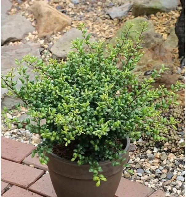 Stechpalme Ilex crenata als grüner Zierstrauch für den Garten, Höhe: 80-100 cm - Bild 1