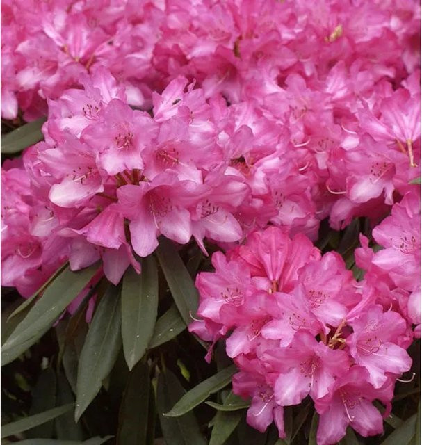 Rhododendron makinoi Rosa Perle Strauch in Pink und Grün, Höhe: 40-50 cm - Bild 1