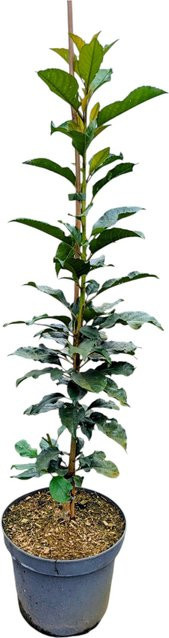 Sauerkirsche Boas Prunus cerasus Obstpflanze für kleine Gärten und Kübelkultur - Bild 1