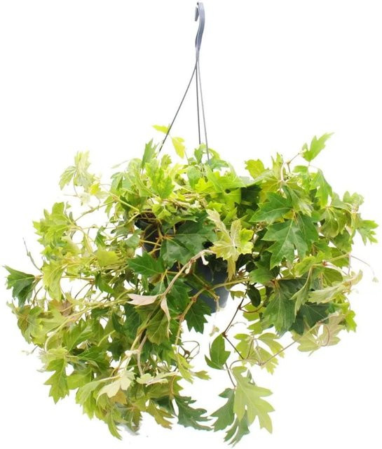 Exotenherz Zimmerpflanze Cissus Rhombifolia Ellen Danica als Hängepflanze im 19cm Ampeltopf, Grün - Bild 1