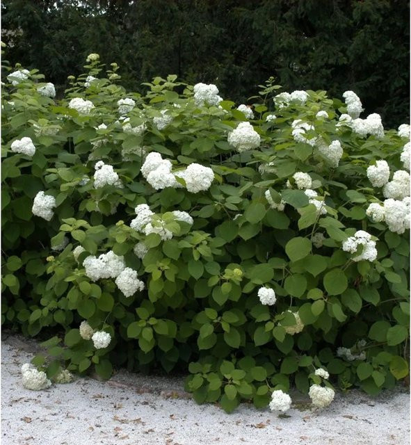 Nr-01.de Ballhortensie Grandiflora Hydrangea arborescens in Weiß, Höhe: 60-80 cm - Bild 1