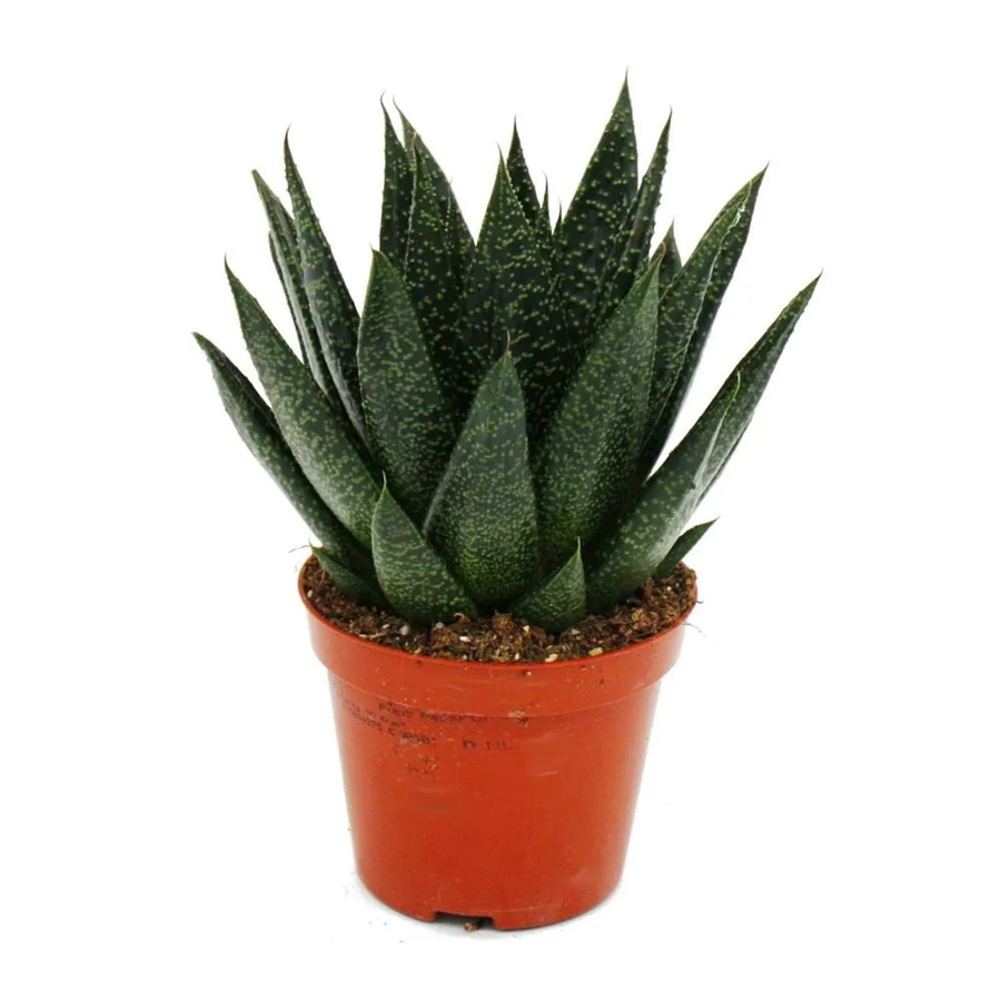 Exotenherz Sukkulente Gasteria D Due G, Grün, Topfgröße: 8,5 cm - Bild 2