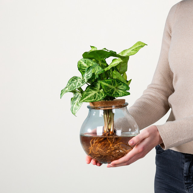 Syngonium Pixi Wasserpflanze von BLUME2000 in Grün mit grün-weißer Zeichnung im Glas - Bild 1