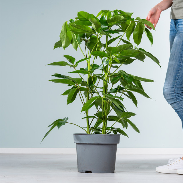Schefflera arboricola Zimmerpflanze von BLUME2000, Grün, Höhe: 150 cm - Bild 1