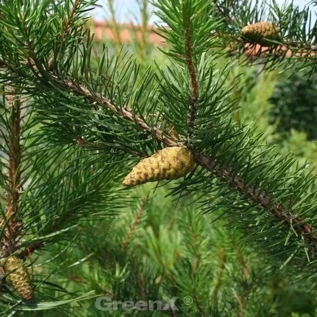 Pinus banksiana Banks Kiefer Velda, grüne Konifere für den Garten, Höhe: 35 cm - Bild 1