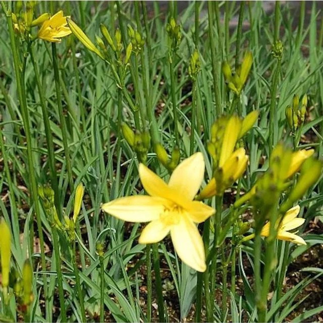 Wiesen Taglilie Hemerocallis fulva gelbe Staude für Beet und Garten - Bild 1