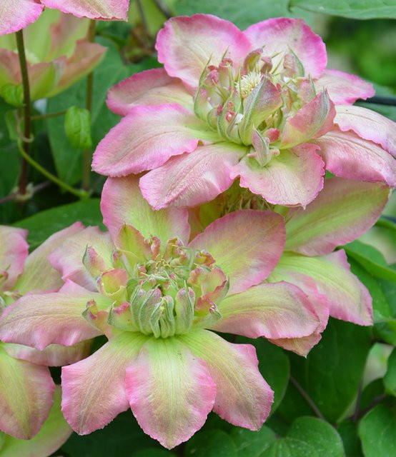 Clematis Pistachio Cake® Clematis-Sorte - Bild 1