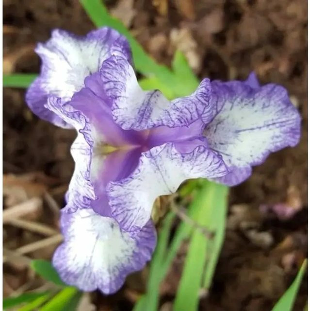 Zwergschwertlilie Pepita Iris barbata als mehrjährige Beetpflanze von Nr-01.de - Bild 1