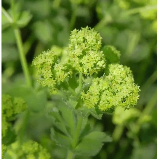 Großblättriger Frauenmantel Alchemilla mollis als grüne Gartenstaude von Nr-01.de - Bild 1