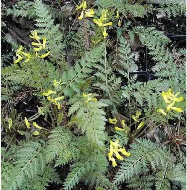 Farnblättriger Lerchensporn Corydalis cheilanthifolia als mehrjährige Topfpflanze für Garten und Freiland - Bild 1