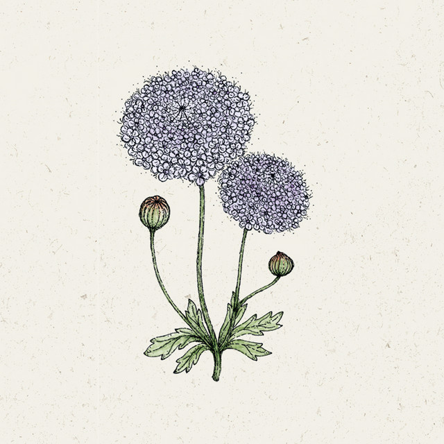 Jora Dahl Saatgut Blaudolde Lace Mixture Schnittblumen - Bild 1