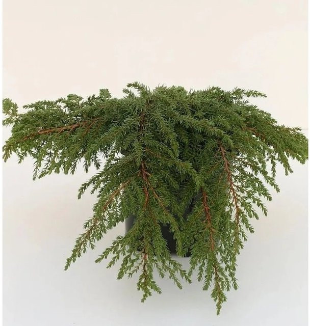 Grüner Kriechwacholder Green Carpet Juniperus communis Bodendecker von Die Nr-01.de - Bild 1
