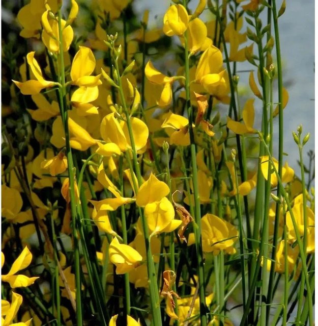 Sommerginster Spartium junceum mit goldgelben Blüten von Nr-01.de, Höhe: 30-40 cm - Bild 1