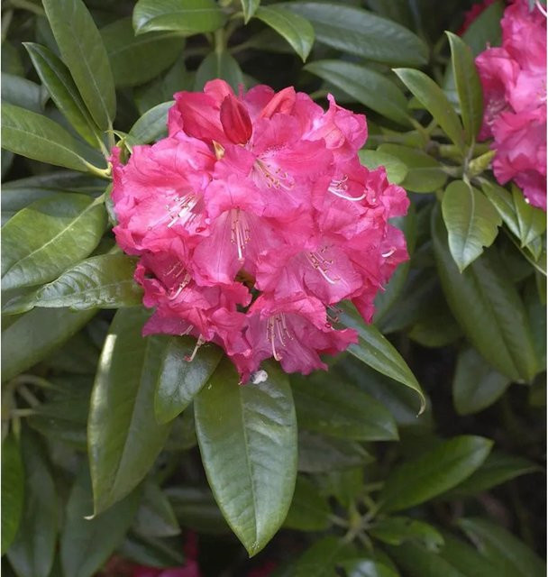 INKARHO Rhododendron Diana Hemel Alpenrose, pinker Strauch für den Garten, Höhe: 30-40 cm - Bild 1