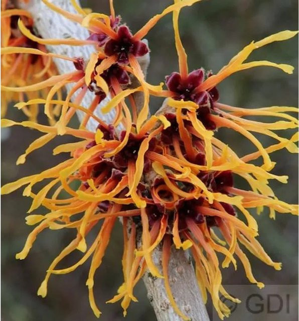 Hamamelis intermedia Zaubernuss Aphrodite Dunkelrot Großstrauch für deinen Garten - Bild 1