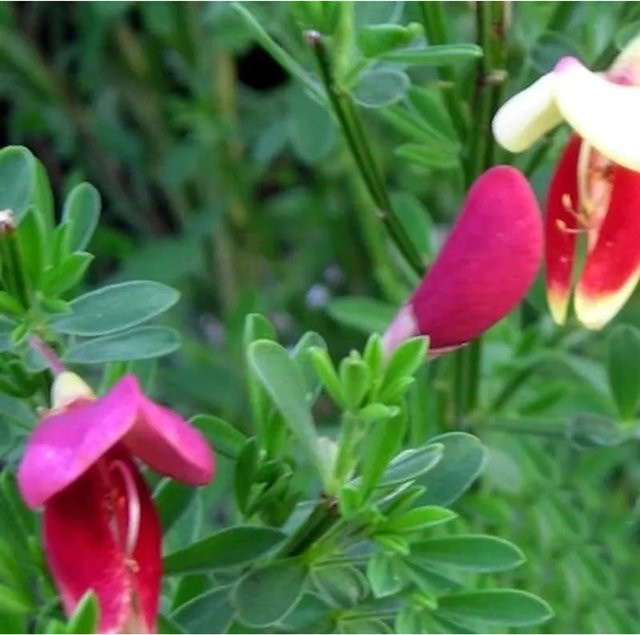 Schmuckginster Liza Cytisus scoparius Zierstrauch für den Garten - Bild 1