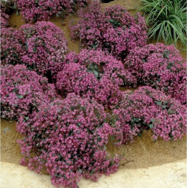 Sedum cauticola Pflaumen Fetthenne als mehrjährige Bodendecker-Pflanze für den Garten - Bild 1