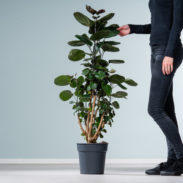 Polyscias Fabian Zimmerpflanze von BLUME2000 in Grün, Höhe: 130 cm, Breite: 60 cm, Tiefe: 130 cm - Bild 1