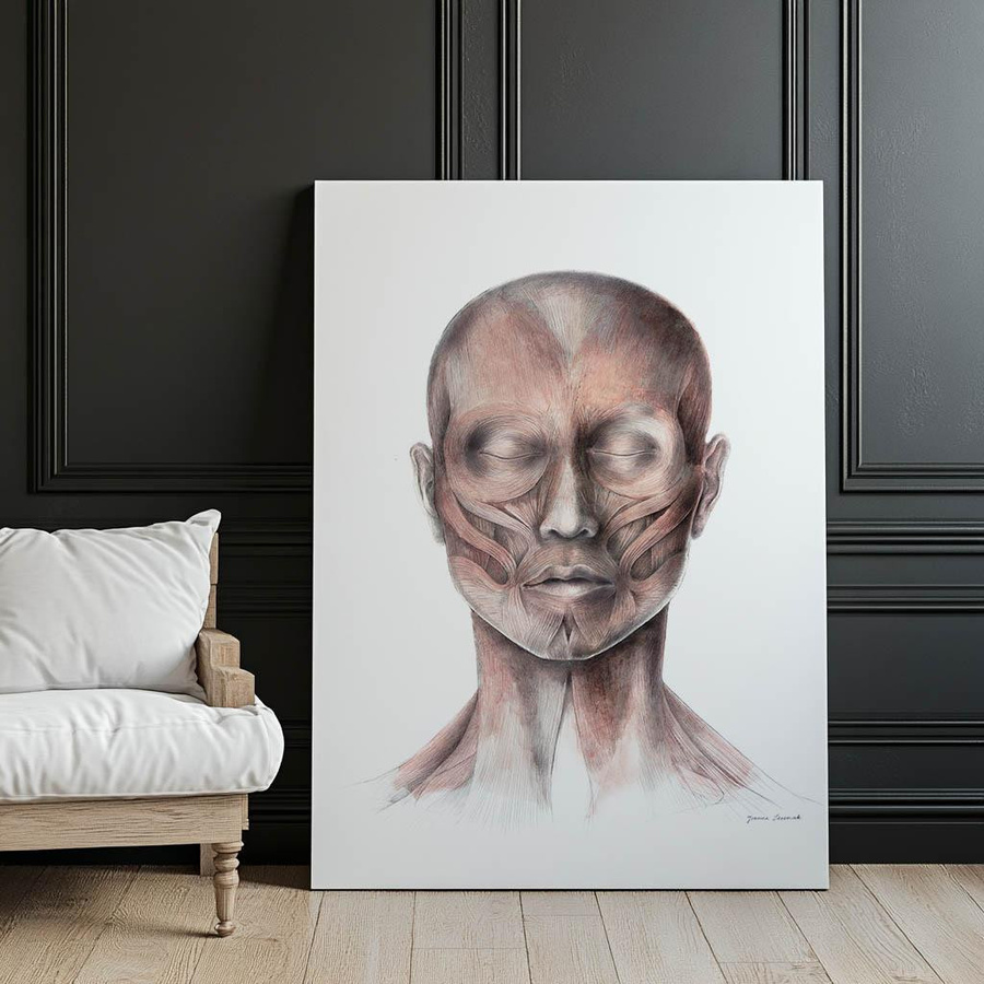 Anatomisches Poster Mimische Gesichtsmuskeln Ansicht von vorne Stirnansicht auf Leinwand von iKable - Bild 3