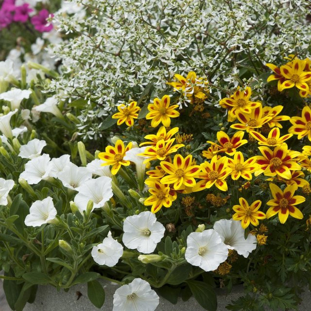 Mein schöner Garten Shop Balkonblumen Sommerflair Lavandula Set, 6 bunte Beetpflanzen - Bild 1