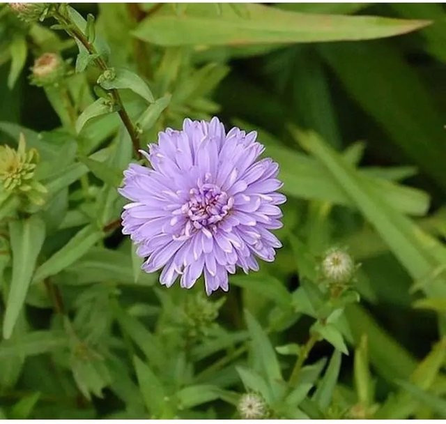 Rauhblattaster Marie Ballard Aster novae angliae lila Schnittpflanze für den Garten - Bild 1