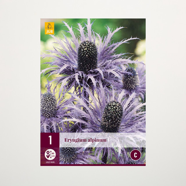 Eryngium Alpinum Wurzel von BLUME2000 - Bild 1