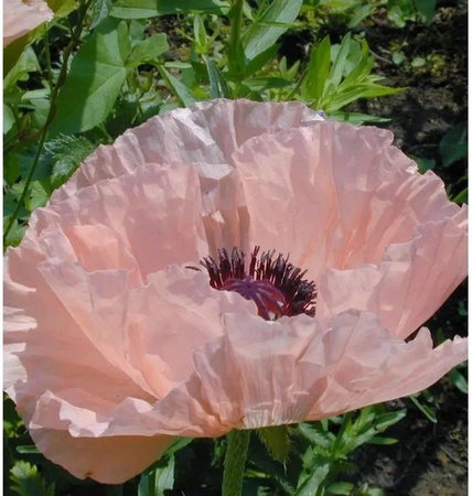 Türkischer Mohn Mrs Perry Papaver orientale als mehrjährige Pflanze für Garten und Beet