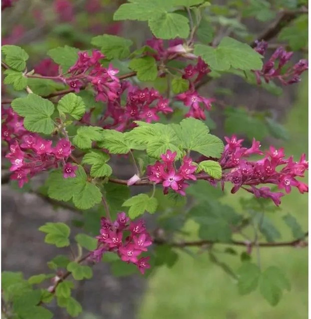 Blut-Johannisbeere Ribes sanguineum Pulborough Scarlet als Zierstrauch in Purpur und Pink, Höhe: 60-80 cm - Bild 1