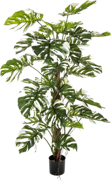 Künstliche Monstera Albert von Aplanta, grüne Zimmerpflanze, Höhe: 160 cm - Bild 1