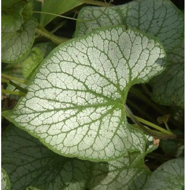 Brunnera macrophylla Jack Frost Kaukasus Vergissmeinnicht Stauden Bodendecker grün - Bild 1