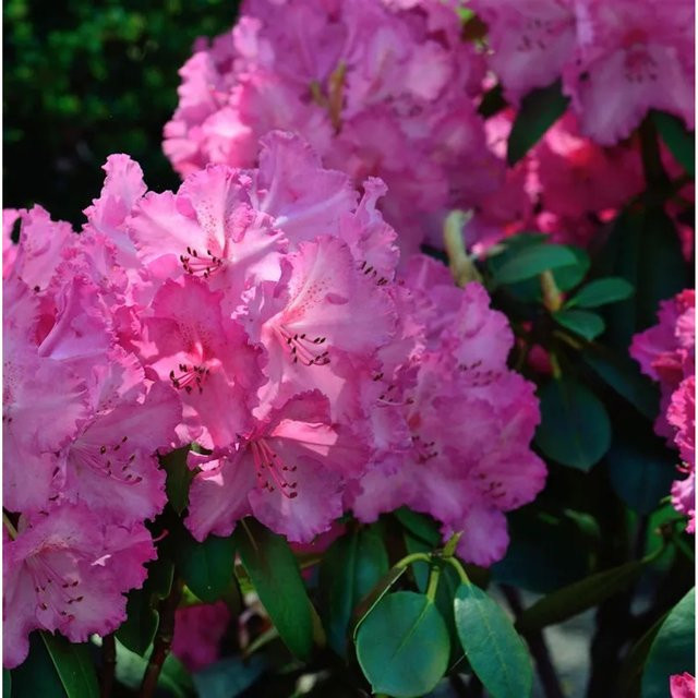 INKARHO Rhododendron Haithabu Alpenrose als großblumiger Zierstrauch in Pink - Bild 1